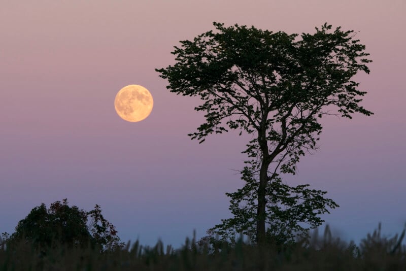 A full moon rises in a pastel twilight sky beside the silhouette of a tall tree, with faint hills and foliage visible along the horizon.