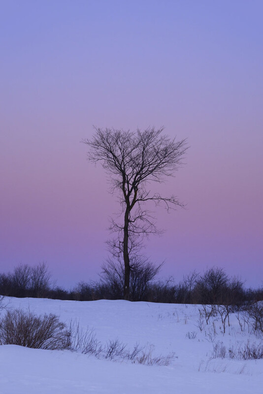 A single leafless tree stands on a snowy field at dusk, silhouetted against a sky that fades from soft pink to purple, with bushes and shrubs along the horizon.