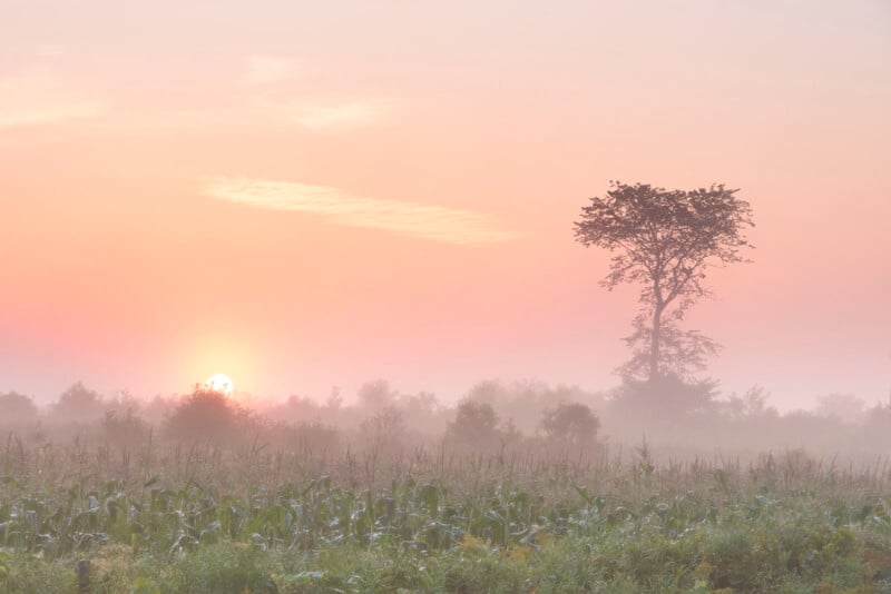 A hazy sunrise over a field with tall grass and wild plants, with a single tree and bushes silhouetted against a soft pink and orange sky. Mist hangs low, creating a peaceful, dreamy atmosphere.