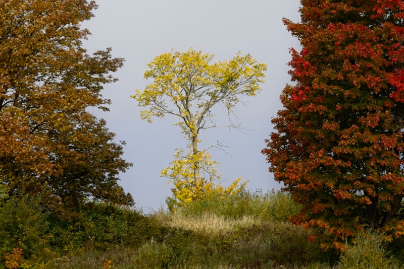 A single tree with yellow leaves stands on a grassy hill, framed by two trees with autumn foliage—one brown and one red—against a gray sky.