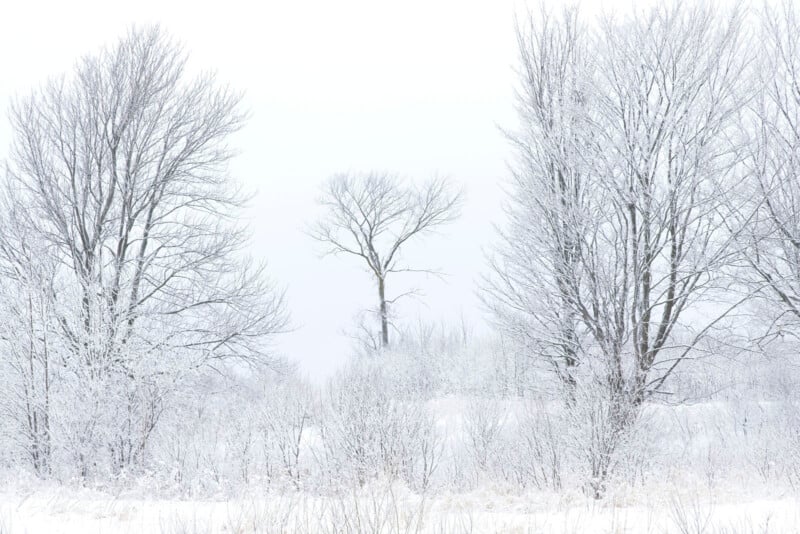 Snow-covered trees and bushes stand in a winter landscape, with bare branches coated in white frost against a pale, overcast sky. The scene is serene and almost monochromatic, evoking a quiet, cold atmosphere.