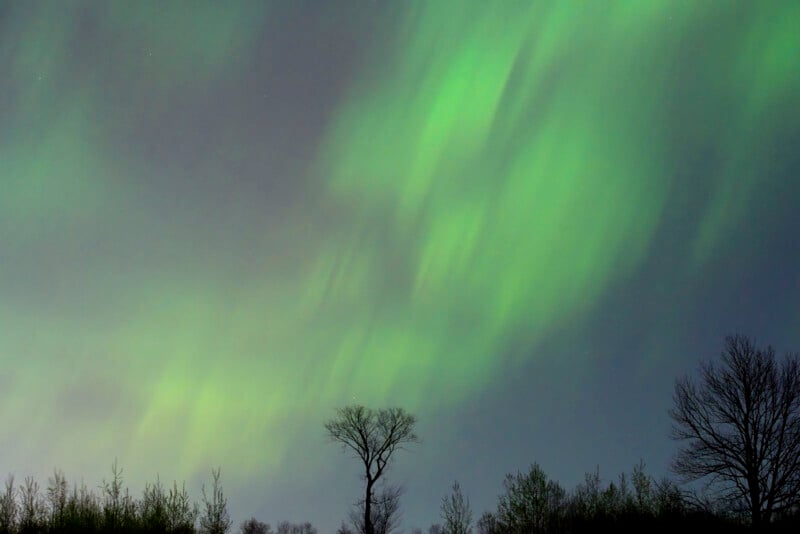 Green aurora borealis lights streak across a night sky above a silhouette of bare trees, with one tall tree standing out in the center. The scene appears serene and ethereal.