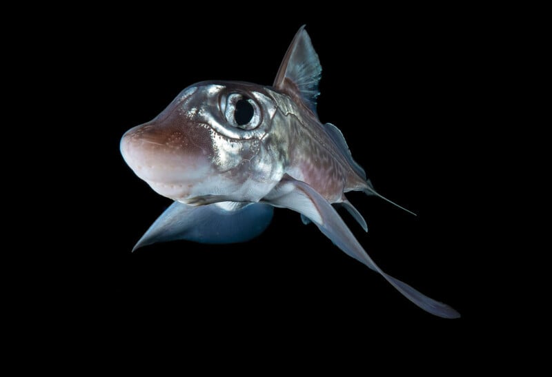A close-up of a ghost shark, also known as a chimaera, swims against a black background, displaying its large eyes, smooth skin, and long, wing-like fins.