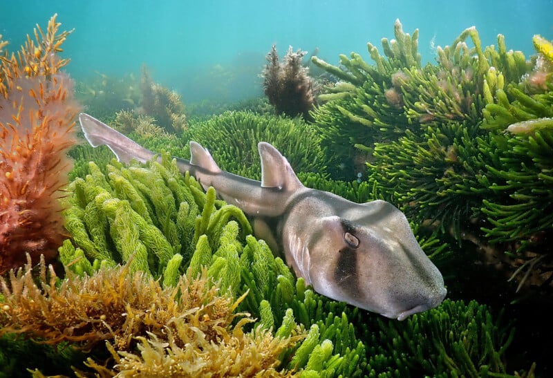 A Port Jackson shark swims among vibrant green and brown seaweed and coral in clear, sunlit water. The shark has a distinctive striped pattern and is surrounded by lush underwater vegetation.