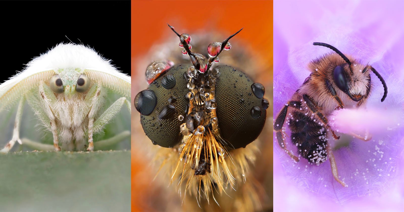 Close-up views of three insects: a pale moth with fuzzy white head, a dew-covered fly with large eyes against an orange background, and a bee covered in pollen on a purple flower.