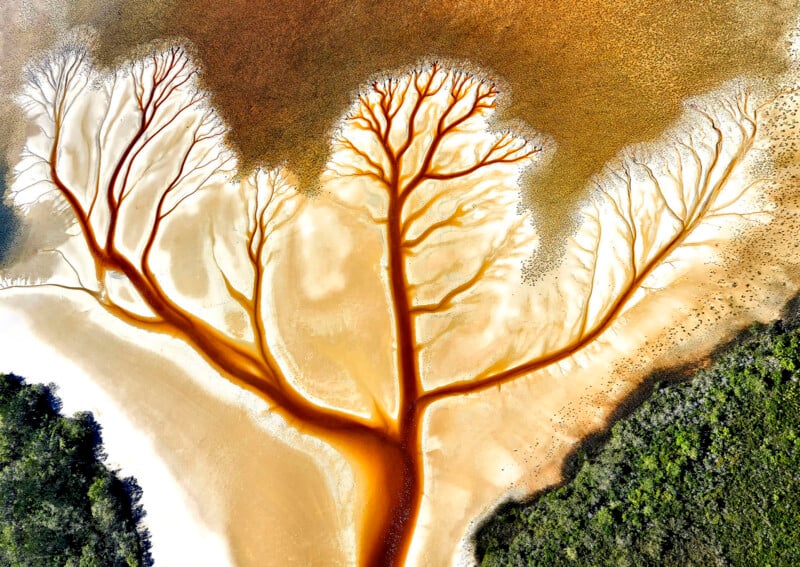 Aerial view of a river delta with branching, tree-like orange streams spreading over sandy and golden terrain, bordered by dark green vegetation in the lower corners.