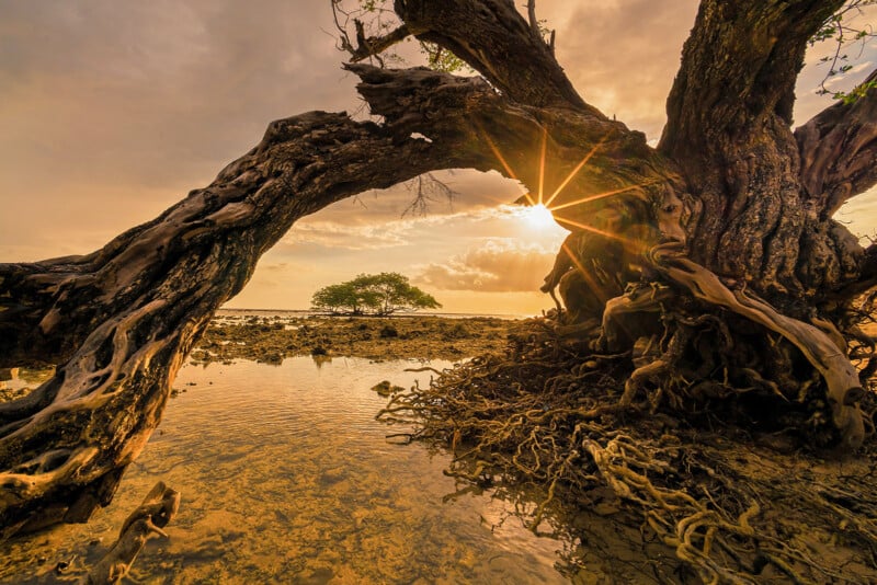 A twisted, gnarled tree frames the sun, which creates a starburst effect at sunset. Shallow water reflects the sky, and a distant smaller tree stands alone on the horizon. The scene is warm and tranquil.