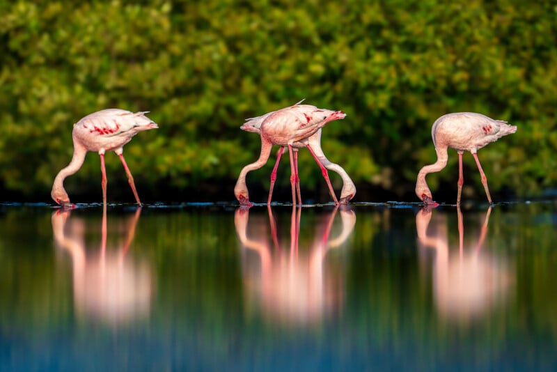 Three flamingos stand in shallow water with their reflections visible, two of them with heads down drinking, set against a blurred green background of foliage.