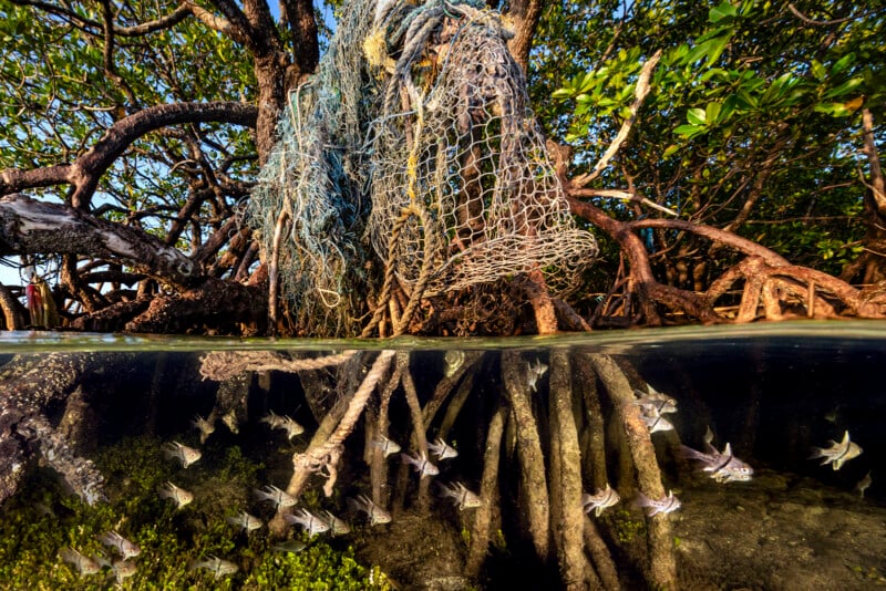 A partially submerged mangrove tree with tangled fishing nets above water and small fish swimming among the submerged roots below the waterline. Sunlight filters through the leaves and water.
