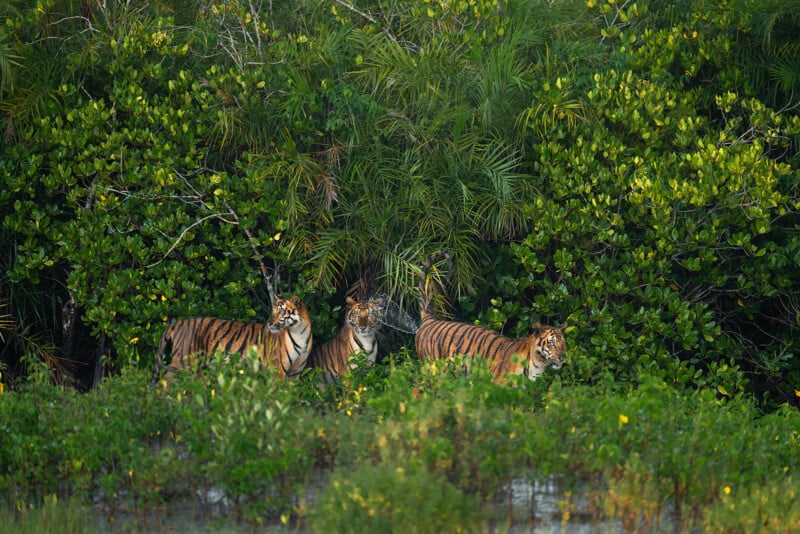 Three Bengal tigers stand close together, partially hidden among dense green bushes and tall plants, blending into the lush jungle background.