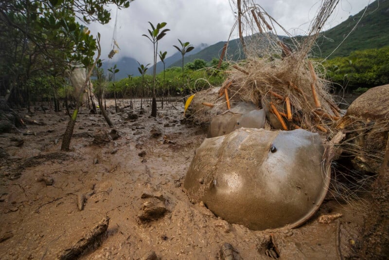 Two horseshoe crabs partially buried in muddy ground among mangrove roots and young trees, with tangled vegetation and misty mountains in the background under a cloudy sky.
