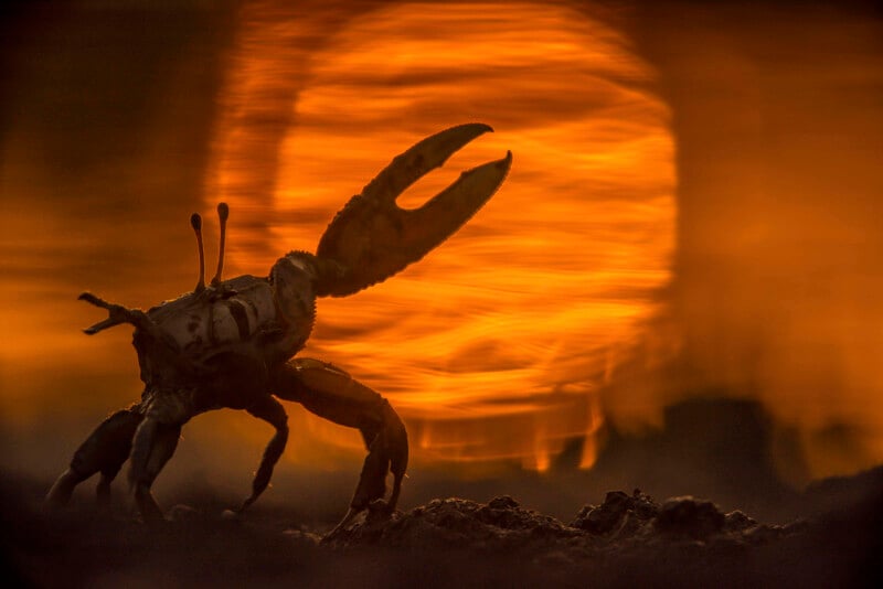 A crab stands on sandy ground, silhouetted against a glowing orange sunset, with one large claw raised and dramatic swirling light in the background.