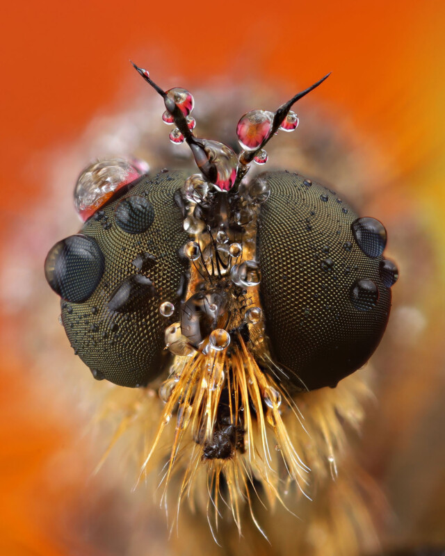 Close-up macro photo of a fly’s head covered in water droplets, showing detailed compound eyes, antennae, and fine hairs against a vibrant orange background.