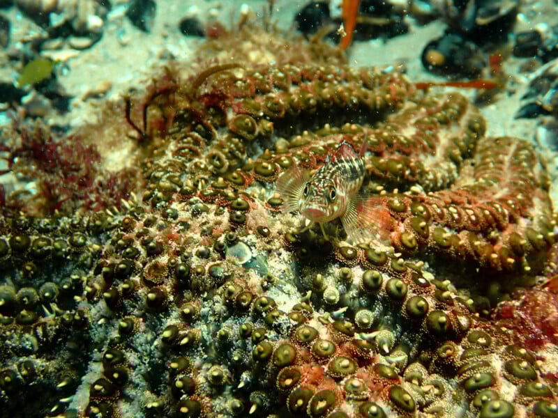 A small, camouflaged fish rests on a large, textured sea creature covered with green, circular patterns, blending into the colorful underwater environment.