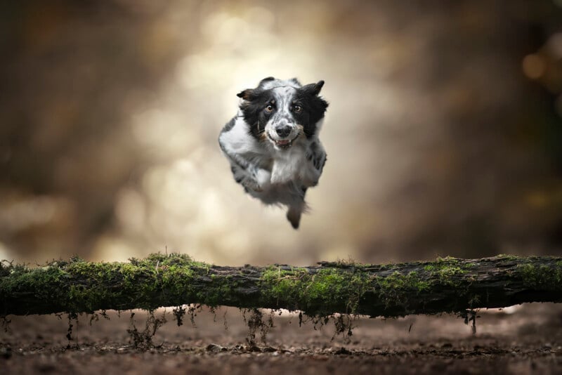 A black and white dog leaps energetically over a mossy log outdoors, with a blurred, sunlit background and focused expression.