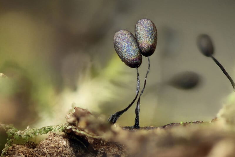 Two slender, dark fungal stalks with iridescent, oval-shaped spore capsules stand side by side on a blurred, earthy background. The scene resembles two figures leaning gently toward each other.