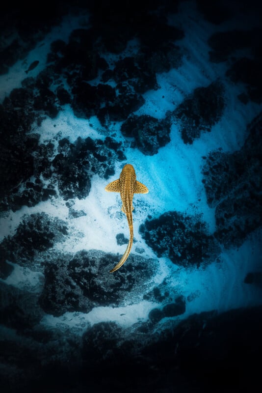 A lone zebra shark swims over a sandy seabed with dark patches of coral and rocks, surrounded by deep blue water, viewed from above.