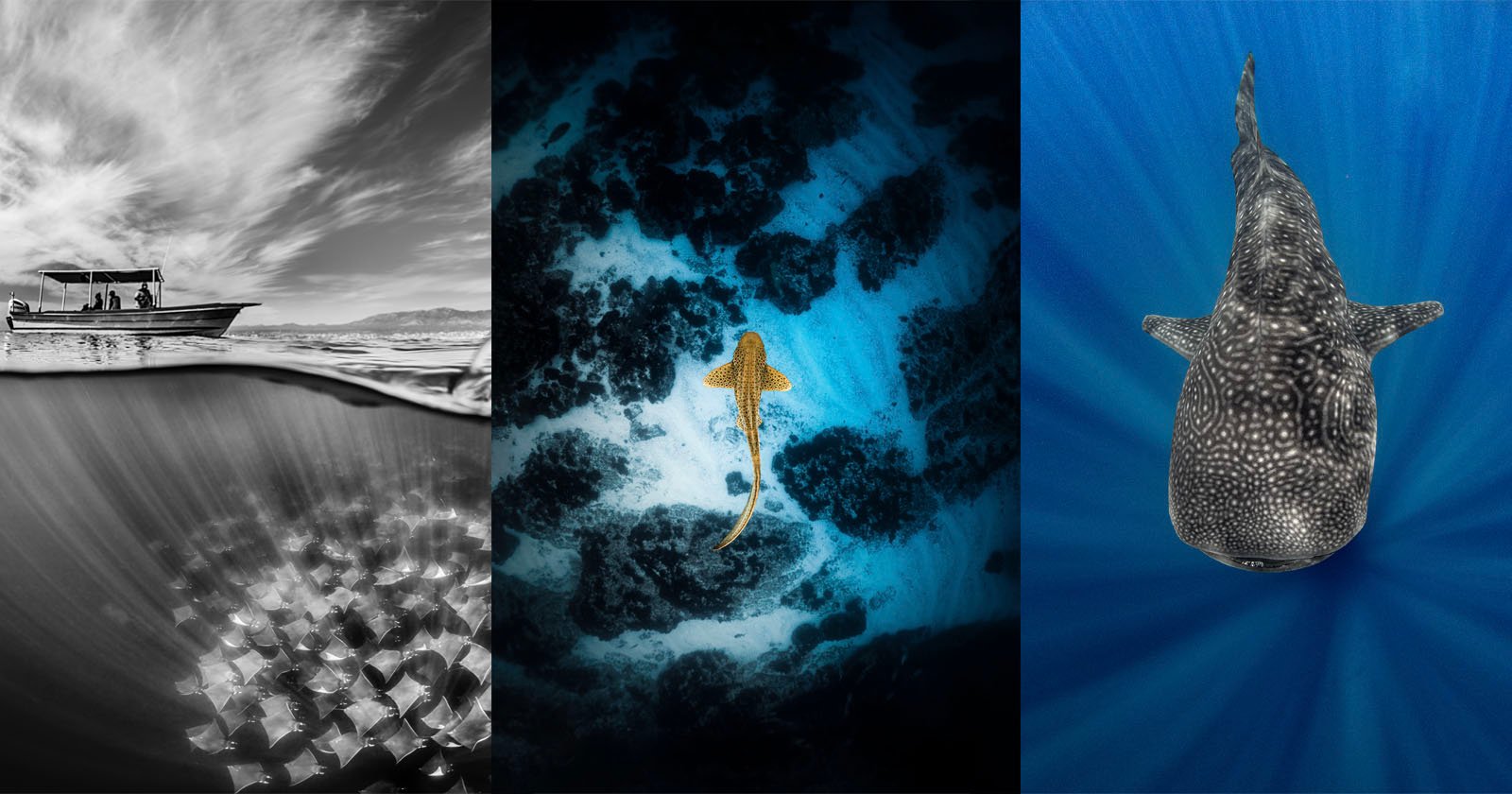 The Winners of Shark Photographer of the Year
