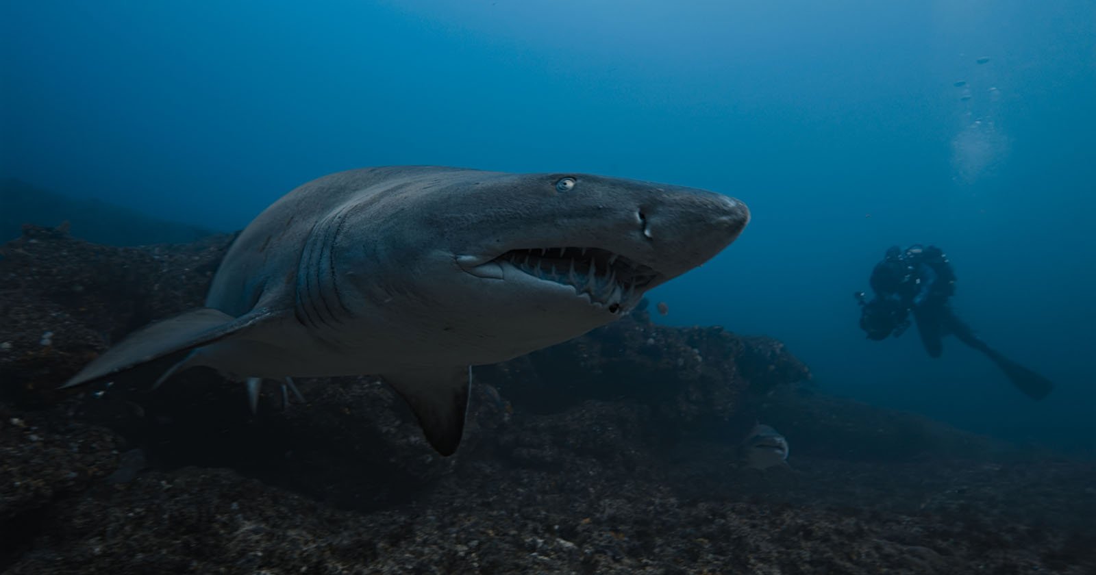Underwater Filmmaker Gets Up Close and Personal With Sharks