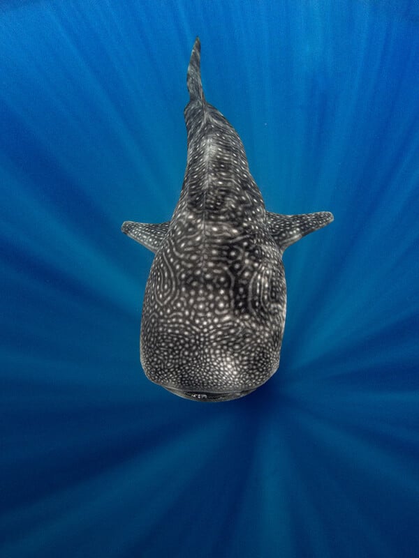 A whale shark swims in deep blue water, viewed from above. Its grey skin is covered with white spots and lines, contrasting against the blue background that fades outward in a radial pattern.