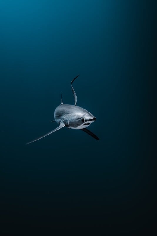 A lone shark swims gracefully in deep blue water, its long tail fin trailing behind as it moves forward, surrounded by a dark, empty ocean.