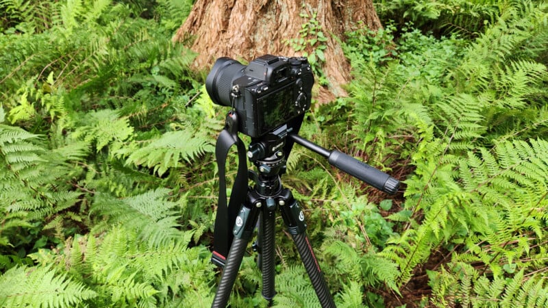 A black camera mounted on a tripod is set up outdoors among green ferns and foliage, with the trunk of a large tree visible in the background.