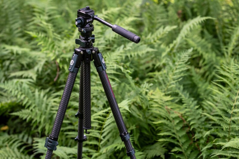 A black camera tripod with three adjustable legs stands on green ferns outdoors, surrounded by lush vegetation. The tripod's handle and mounting head are visible at the top.