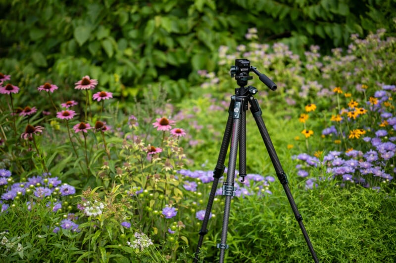 A black camera tripod stands among blooming pink, yellow, and purple flowers in a lush green garden with dense foliage in the background.