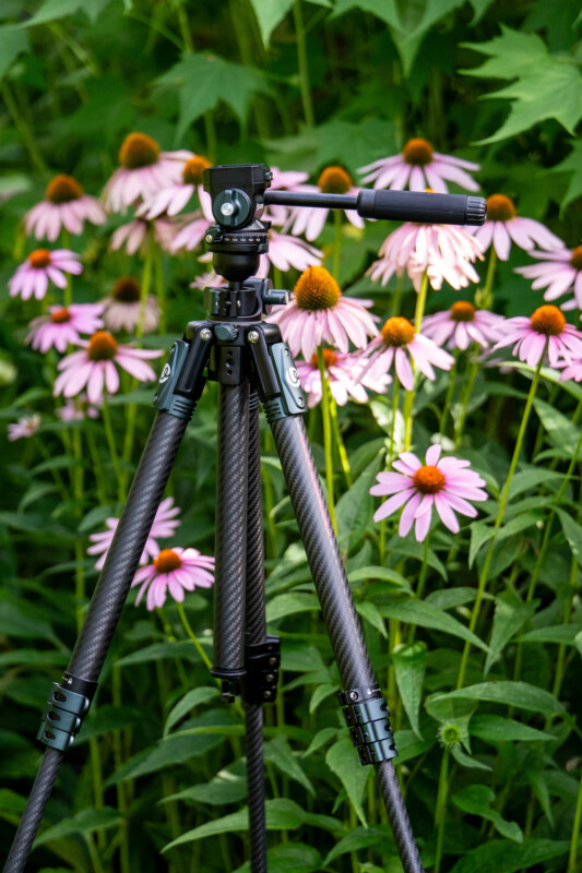 A black tripod stands in front of pink coneflowers with orange centers and green leaves, set in a lush garden.