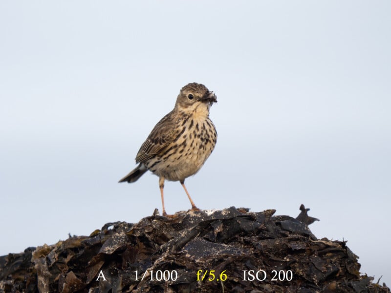 A small brown bird with streaked markings stands on a mound of dark seaweed, holding insects in its beak. Camera settings (A, 1/1000, f/5.6, ISO 200) are displayed at the bottom of the image.