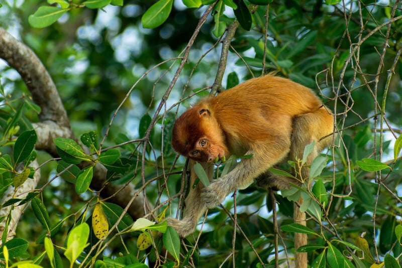 A young proboscis monkey with reddish-brown fur is perched on tree branches surrounded by green leaves in a dense forest, looking curiously toward the camera.