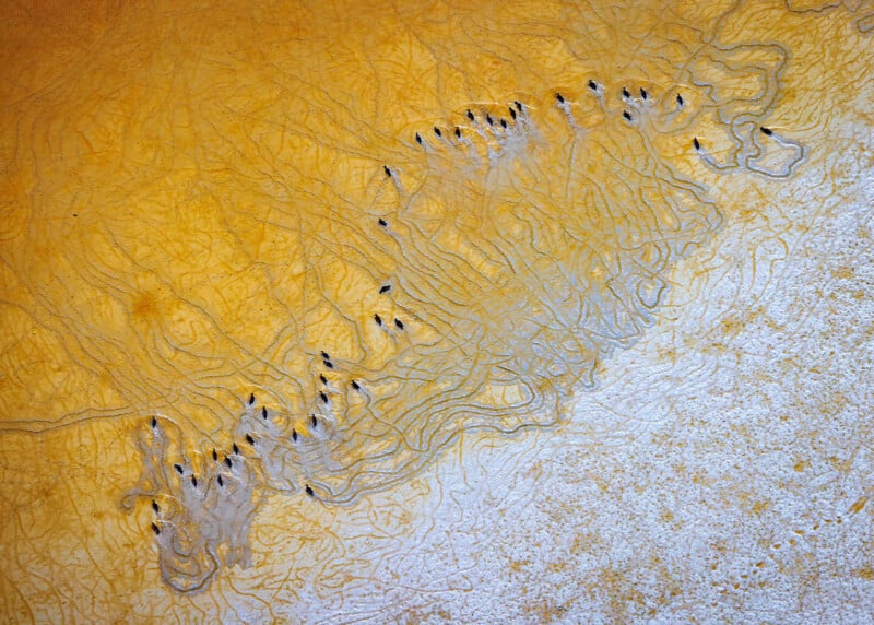 Aerial view of black animals, likely wildebeest, moving in a line across a textured, yellow and white landscape, creating winding trails behind them.