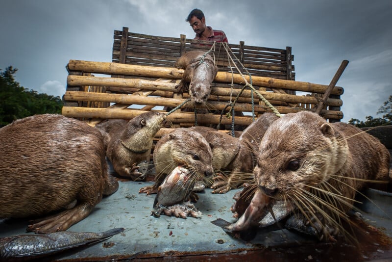 A man stands behind a wooden enclosure, guiding otters with ropes as several otters on the ground eat fish, with a cloudy sky in the background.