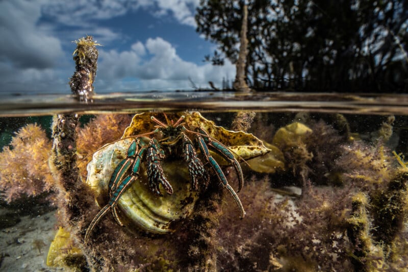 A crab clings to a shell underwater among seaweed, with the waterline dividing the image. Above water, mangrove trees and a cloudy sky are visible in the background.