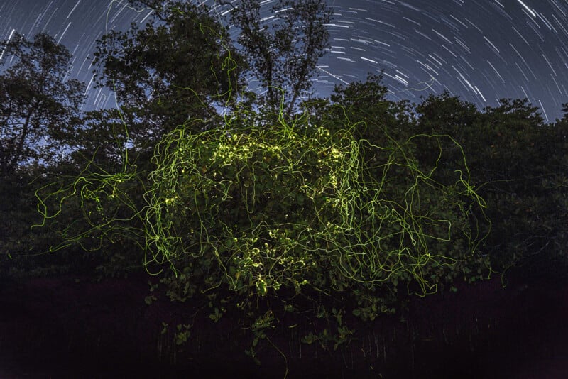 Long-exposure photo of fireflies creating bright, squiggly light trails above dense bushes at night, with circular star trails visible in the sky behind tall trees.