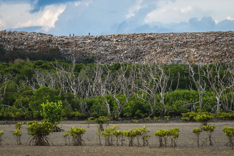 A large landfill rises behind a dense, green mangrove forest with some leafless trees and muddy ground in the foreground; a few tiny figures stand on top of the trash heap under a cloudy sky.