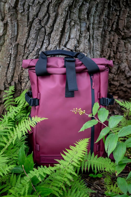 A burgundy roll-top backpack with black straps is placed upright against a large tree trunk, surrounded by green ferns and leafy plants in an outdoor forest setting.