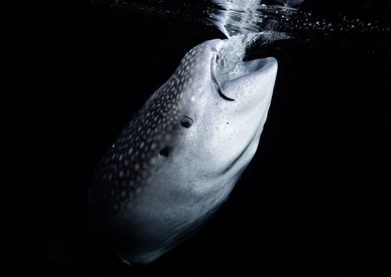 A whale shark rises toward the water’s surface with its mouth open, creating bubbles and ripples, against a dark, black background.