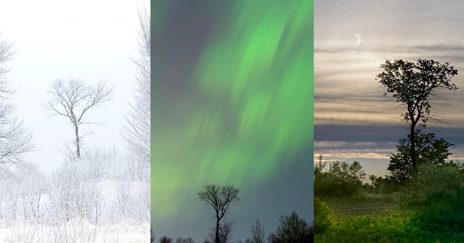 Three vertical panels: left, a frosty winter scene with a bare tree in snow; center, a single tree beneath vibrant green northern lights; right, a tree at dusk with the crescent moon and clouds in the sky.