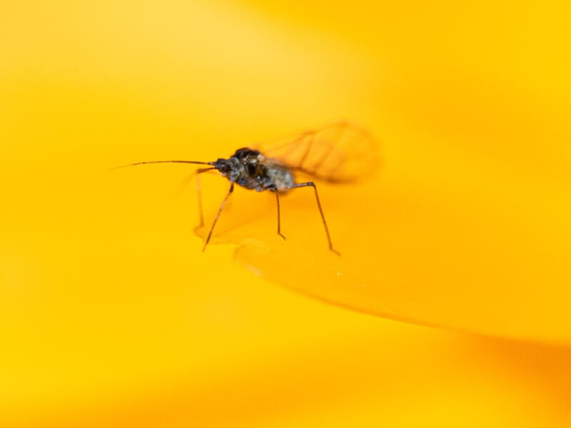 A close-up of a small winged insect, possibly an aphid, standing on a vibrant yellow surface with a blurred yellow background.