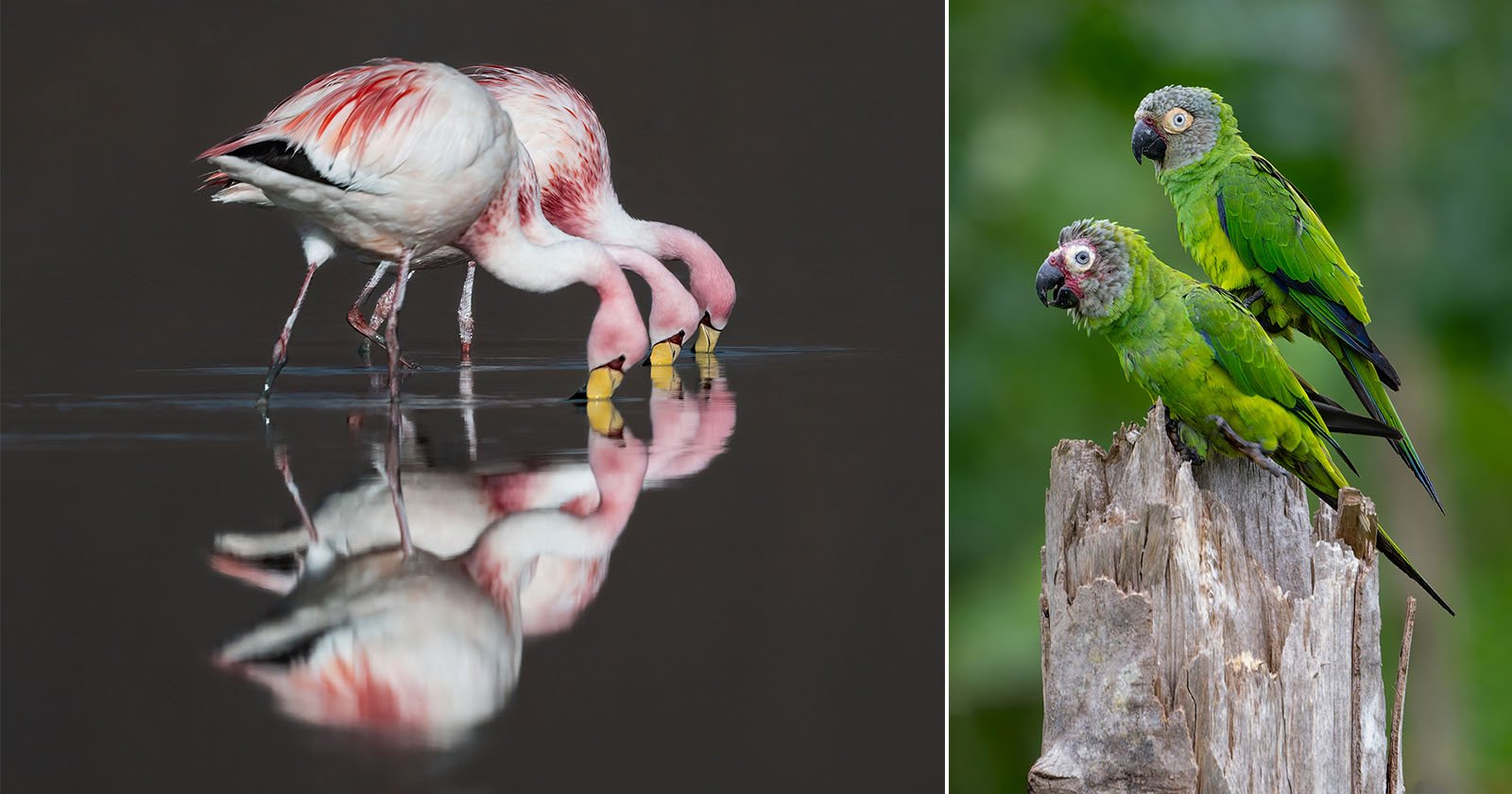 A Photographic Guide to the Vibrant Birds of the Tropical Andes