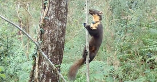 A yellow-throated marten with a bushy tail climbs a thin vertical branch in a forest, surrounded by green foliage and trees.