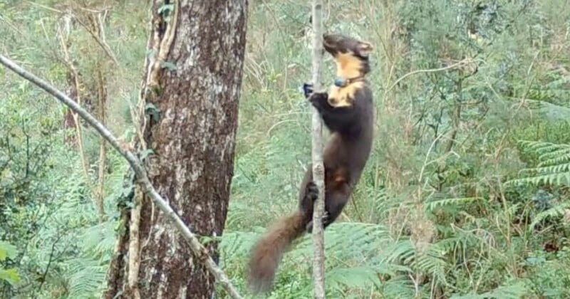 A yellow-throated marten with a bushy tail climbs a thin vertical branch in a forest, surrounded by green foliage and trees.