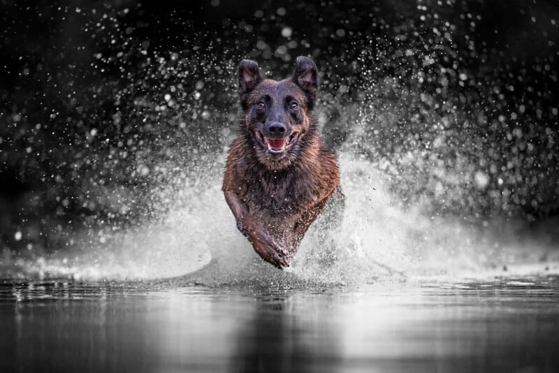 A wet, dark-furred dog runs energetically through shallow water, splashing droplets everywhere, with a joyful expression and its ears perked up against a dark blurred background.