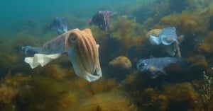 Several cuttlefish swim underwater near rocks and seaweed, with one cuttlefish in the foreground and others in the background. The water is clear, revealing marine vegetation.