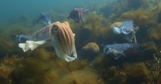 Several cuttlefish swim underwater near rocks and seaweed, with one cuttlefish in the foreground and others in the background. The water is clear, revealing marine vegetation.