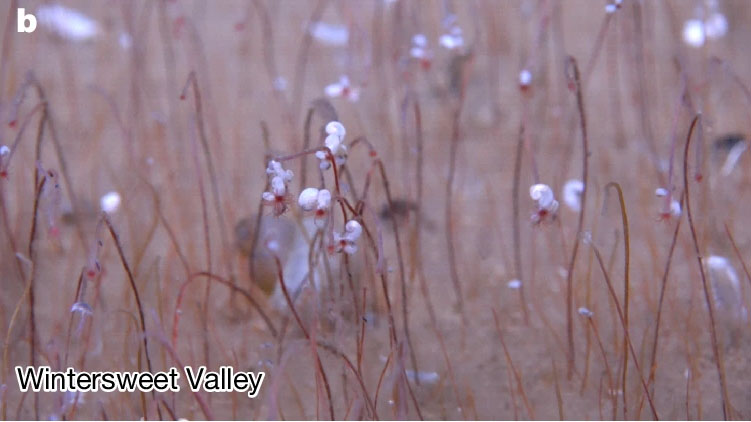 Close-up of thin, reddish-brown filaments with small white, curled structures at their tips, densely covering a surface. The text "Wintersweet Valley" appears in the lower left corner.
