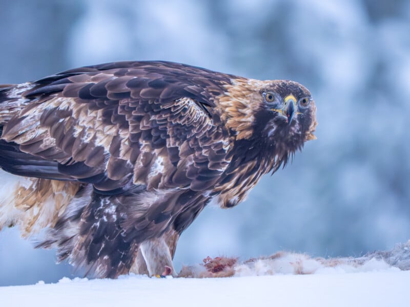 A golden eagle with brown and golden feathers stands on snow, gripping its prey. The background is blurred and wintry, highlighting the bird's intense gaze and powerful presence.