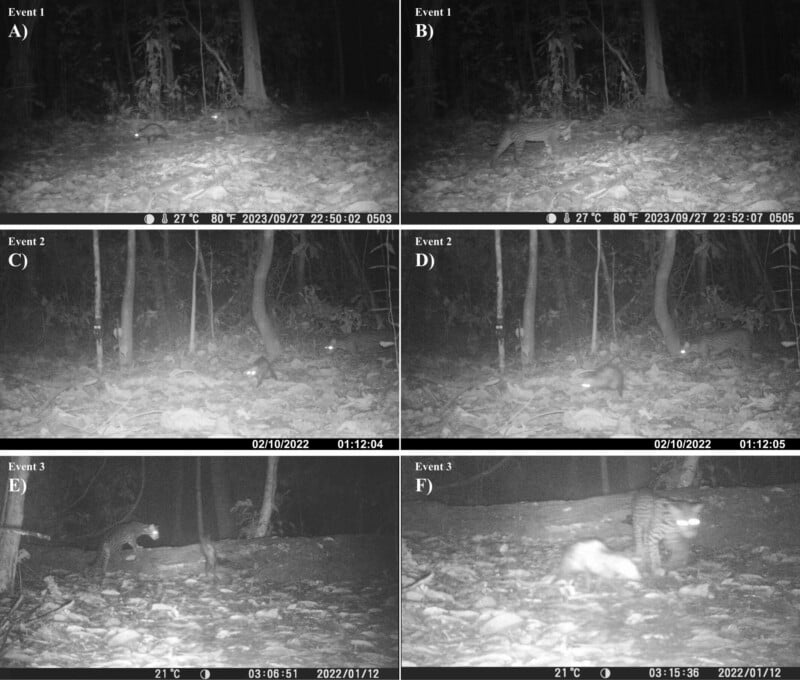 Six black and white camera trap photos show nocturnal forest scenes. Some images capture animals, including a wild cat and a smaller mammal, moving across leaf-covered ground under trees. All images display date, time, and temperature stamps.