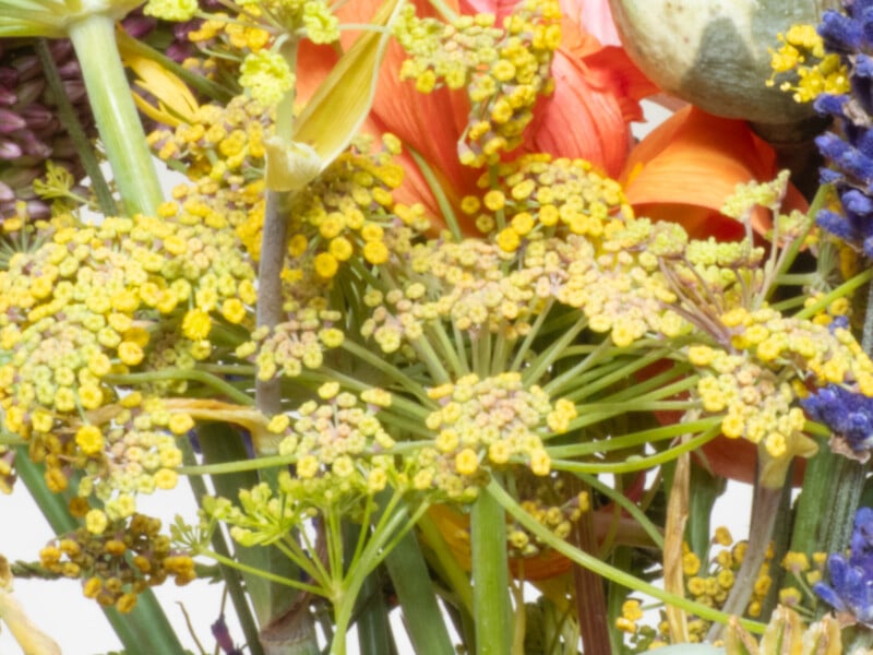 Close-up of yellow-green fennel flowers in bloom, surrounded by other colorful flowers, including orange and purple blossoms, with green stems and leaves visible.